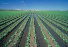 Палата Предпринимателей: сельхозисследования за огромные деньги так и не дошли до фермеров ЮКО