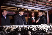 Грибная ферма в ЮКО может полностью заместить импорт грибов в область Грибная ферма в ЮКО