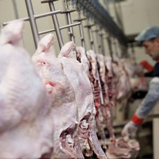 ЮКО за восемь месяцев экспортировала около 3 тысяч тонн мяса ЮКО экспортирует мясо