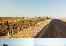 1800 деревьев вдоль трассы в ЮКО превратили в пни без единой ветки Топпинг по-шымкентски