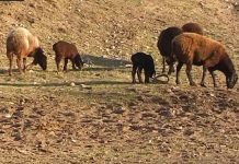 За 10 месяцев в ЮКО раскрыто 379 преступлений, связанных с кражей скота Скот