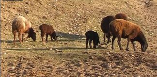Трех скотокрадов из Шымкента задержали в Туркестанской области Скот