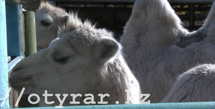 Туркменские верблюды принесли потомство