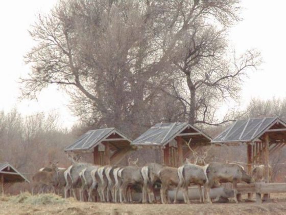 Специалисты питомника лесничества Кызылшаруа в ЮКО насчитали 146 бухарских оленей