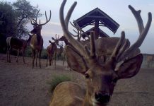 Специалисты питомника лесничества Кызылшаруа в ЮКО насчитали 146 бухарских оленей Специалисты питомника лесничества Кызылшаруа в ЮКО насчитали 146 бухарских оленей