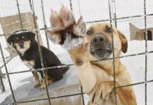 В Шымкенте построят новый питомник для бездомных животных Бездомные собаки