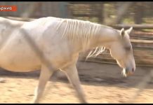 Директор зоопарка Шымкента опроверг слухи вокруг гибели скакунов Тохтара Тулешова Лошадь Тохтара Тулешова