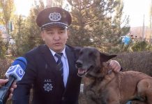 Обучать шымкентских кинологов и собак-поисковиков приехали американские специалисты Обучение кинологов