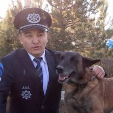 Обучать шымкентских кинологов и собак-поисковиков приехали американские специалисты Обучение кинологов