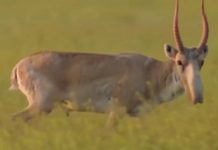 В ЮКО растет число преступлений против диких животных В ЮКО растет число преступлений против диких животных