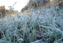 В Шымкенте ожидаются морозные дни Заморозки