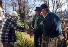 Плодовые деревья высадили во дворах пенсионеров и малоимущих в ЮКО Посадка-деревьев