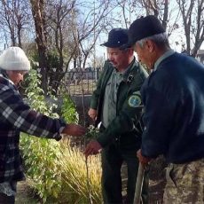 Плодовые деревья высадили во дворах пенсионеров и малоимущих в ЮКО Посадка-деревьев