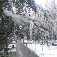Прогноз погоды на 21 декабря Зима в Шымкенте