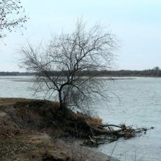 Паводковая ситуация на водоёмах Туркестанской области стабильная Сырдарья