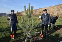 В канун нового года акимы ЮКО и Шымкента сажали деревья Акимы сажали деревья
