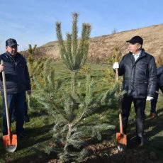 В канун нового года акимы ЮКО и Шымкента сажали деревья Акимы сажали деревья