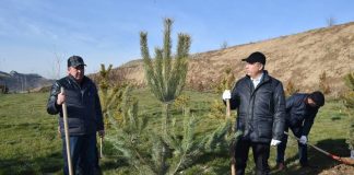 В канун нового года акимы ЮКО и Шымкента сажали деревья Акимы сажали деревья