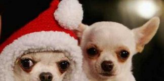 Платье к Собачьему году — в чем встретишь Новый год, в том его и проведешь В чем встретишь, в том и проведешь