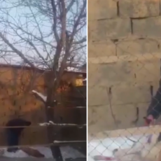 Шокирующее видео с «разделкой» собаки прокомментировали в полиции ЮКО Кадры из видео