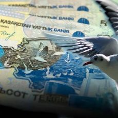 Фотограф из Швейцарии узнал свою чайку на казахстанской банкноте Банкнота-с-чайкой