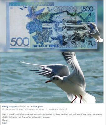 Фотограф из Швейцарии узнал свою чайку на казахстанской банкноте