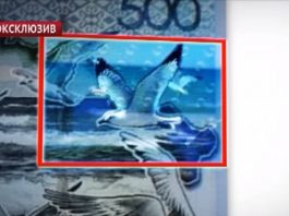 Еще один иностранный фотограф заявил о своих правах на изображение чайки на банкноте в 500 тенге