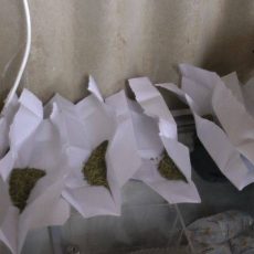 Сбытчиков марихуаны задержали в Туркестанской области Изъятая марихуана