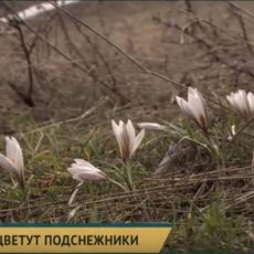 В Шымкенте цветут подснежники Цветут подснежники