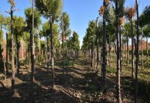 В ЮКО в рамках программы «Шатқал» планируется бесплатно распределить 1 млн 990 тысячи саженцев Программа Шаткал. Саженцы