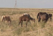 Зашла не на то пастбище: Житель Шардары убил чужую лошадь Лошади пасутся на вольном выгоне