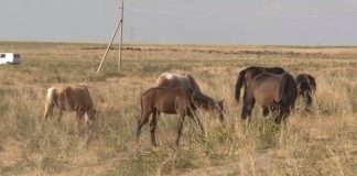 Зашла не на то пастбище: Житель Шардары убил чужую лошадь Лошади пасутся на вольном выгоне