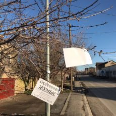 В Шымкенте на деревьях распустились тысячи… объявлений Объявления в городе