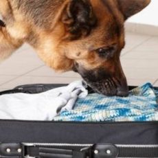 Марихуану в кепке спрятал казахстанец по пути в Узбекистан