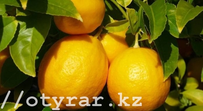 лимонный бизнес