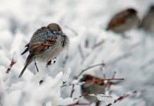 Как будет теплеть в Казахстане, рассказали синоптики Понижение температуры. Зима. Птицы