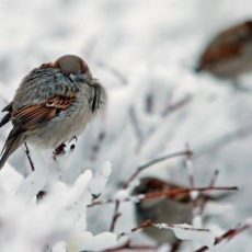 Прогнозы синоптиков: Какими будут ноябрь и зима в Казахстане Понижение температуры. Зима. Птицы
