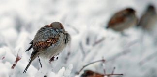 Прогнозы синоптиков: Какими будут ноябрь и зима в Казахстане Понижение температуры. Зима. Птицы