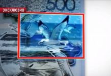 Еще один иностранный фотограф заявил о своих правах на изображение чайки на банкноте в 500 тенге Еще один иностранный фотограф заявил о своих правах на изображение чайки на банкноте в 500 тенге