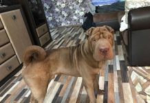 С новым годом Собаки! Как стать собачником Собака