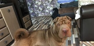 С новым годом Собаки! Как стать собачником Собака