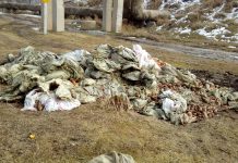 Гору моркови выкинули около железной дороги в Шымкенте Гору моркови выкинули около железной дороги