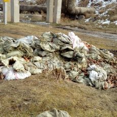 Гору моркови выкинули около железной дороги в Шымкенте Гору моркови выкинули около железной дороги