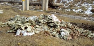 Гору моркови выкинули около железной дороги в Шымкенте Гору моркови выкинули около железной дороги