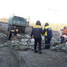 Гору тухлой моркови в Шымкенте пришлось убирать целой бригаде рабочих Гору моркови убрали рабочие