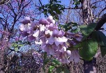 Зачем ЮКО павловния? Топ-5 интересных свойств дерева