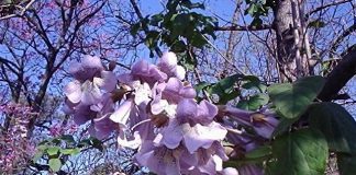 Зачем ЮКО павловния? Топ-5 интересных свойств дерева