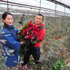 50 тысяч роз готово к праздничной продаже в Казыгуртском районе ЮКО Розы из Казыгуртского района
