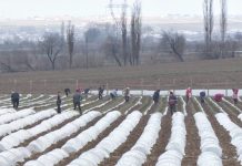 В ЮКО для проведения весенне-полевых работ выделено 38 тысяч тонн топлива Сельхозработы в ЮКО