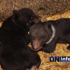 Определить пол родившихся в зоопарке Шымкента медвежат пока не удается Медвежата в зоопарке